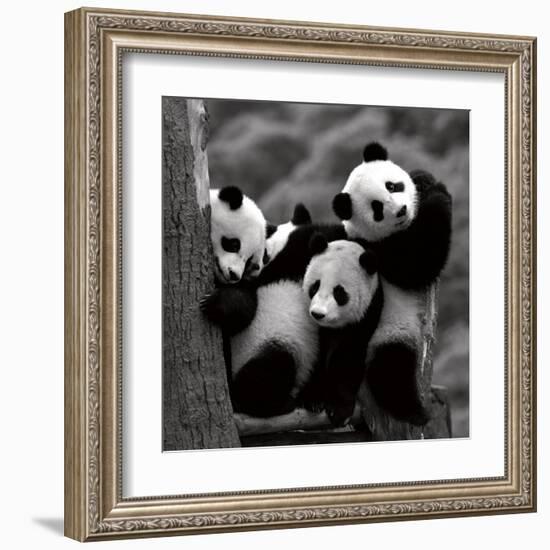 Pandas-Danita Delimont-Framed Art Print