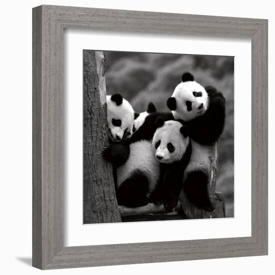 Pandas-Danita Delimont-Framed Art Print