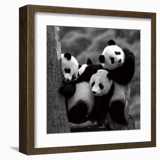 Pandas-Danita Delimont-Framed Art Print