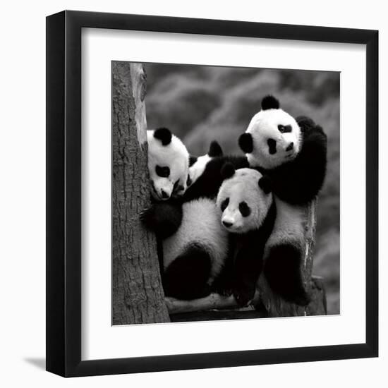 Pandas-Danita Delimont-Framed Art Print