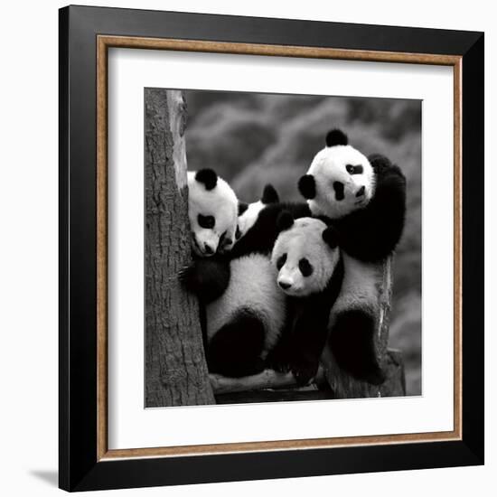 Pandas-Danita Delimont-Framed Art Print