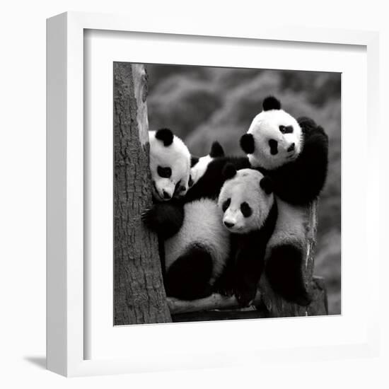 Pandas-Danita Delimont-Framed Art Print