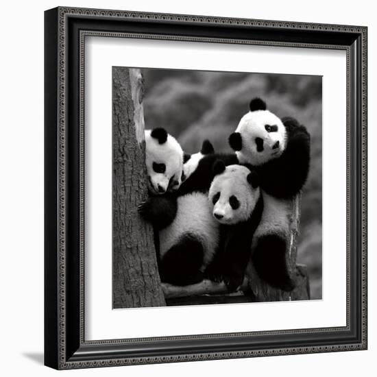 Pandas-Danita Delimont-Framed Art Print