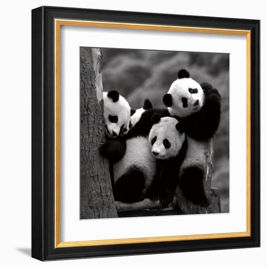 Pandas-Danita Delimont-Framed Art Print