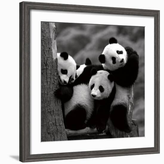 Pandas-Danita Delimont-Framed Art Print