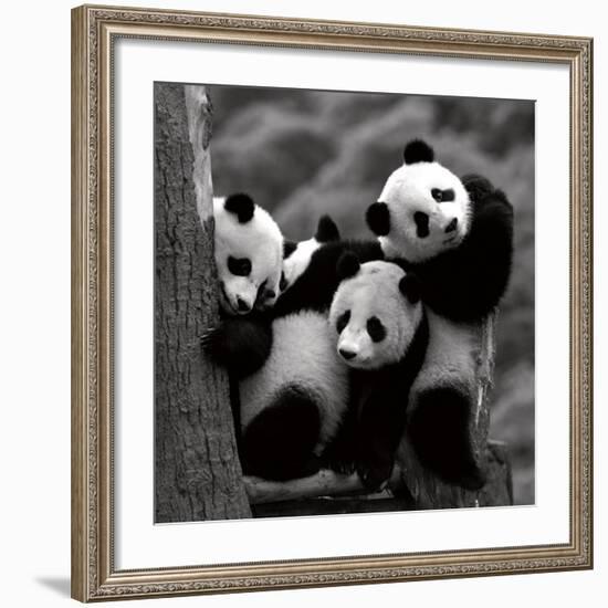 Pandas-Danita Delimont-Framed Art Print