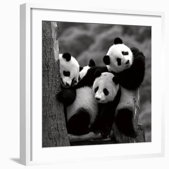 Pandas-Danita Delimont-Framed Art Print