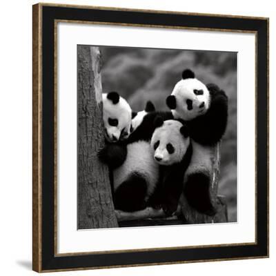 Pandas Art Print by Danita Delimont | Art.com