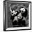 Pandas-Danita Delimont-Framed Art Print