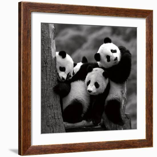 Pandas-Danita Delimont-Framed Art Print