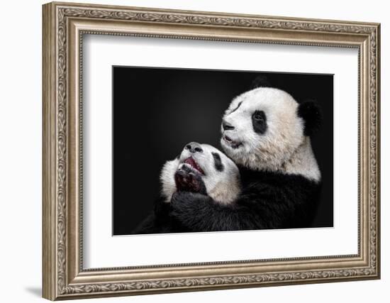 Pandas-Alessandro Catta-Framed Photographic Print