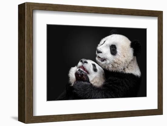 Pandas-Alessandro Catta-Framed Photographic Print
