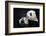 Pandas-Alessandro Catta-Framed Photographic Print