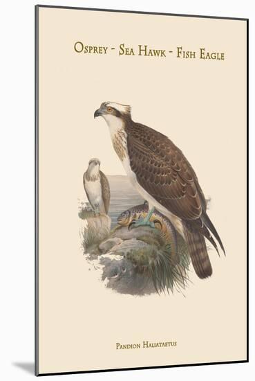 Pandion Haliataetus - Osprey - Sea Hawk - Fish Eagle-John Gould-Mounted Art Print