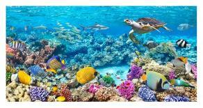 Sea Turtle and fish, Maldivian Coral Reef-Pangea Images-Giclee Print