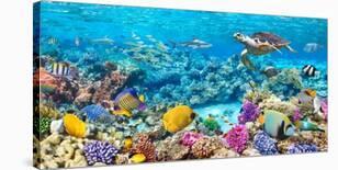 Reef Sharks and fish, Indian Sea-Pangea Images-Stretched Canvas