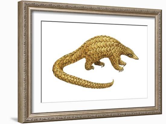 Pangolin (Manis Gigantea), Mammals-Encyclopaedia Britannica-Framed Art Print