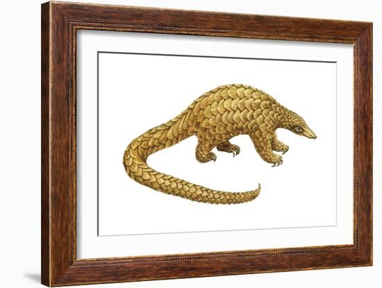 Pangolin (Manis Gigantea), Mammals-Encyclopaedia Britannica-Framed Art Print