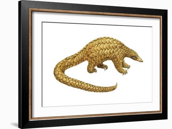 Pangolin (Manis Gigantea), Mammals-Encyclopaedia Britannica-Framed Art Print