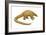 Pangolin (Manis Gigantea), Mammals-Encyclopaedia Britannica-Framed Art Print