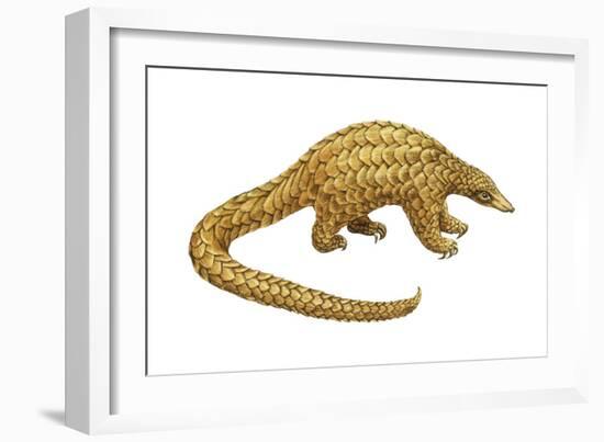 Pangolin (Manis Gigantea), Mammals-Encyclopaedia Britannica-Framed Art Print