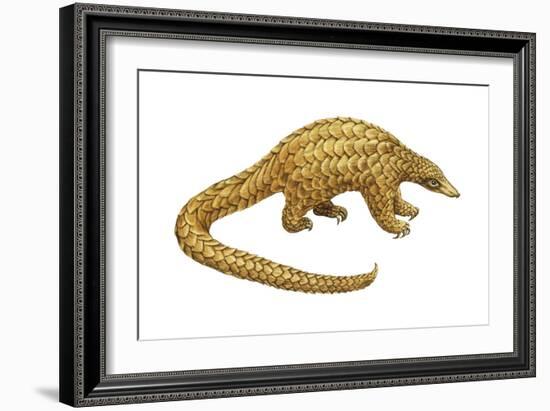 Pangolin (Manis Gigantea), Mammals-Encyclopaedia Britannica-Framed Art Print