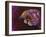 Pangolin-Corina St. Martin-Framed Giclee Print