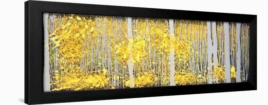 Panor Aspens Grey Forest-Roderick E. Stevens-Framed Giclee Print