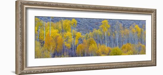 Panorama, Aspens, Winthrop, Western Washington, USA-Tom Norring-Framed Photographic Print