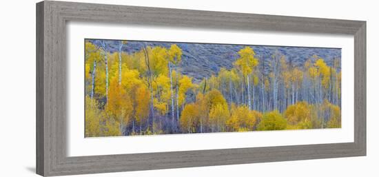 Panorama, Aspens, Winthrop, Western Washington, USA-Tom Norring-Framed Photographic Print