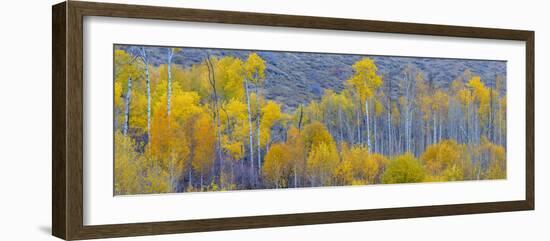 Panorama, Aspens, Winthrop, Western Washington, USA-Tom Norring-Framed Photographic Print