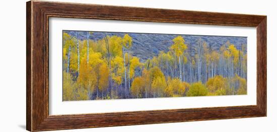 Panorama, Aspens, Winthrop, Western Washington, USA-Tom Norring-Framed Photographic Print