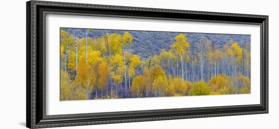 Panorama, Aspens, Winthrop, Western Washington, USA-Tom Norring-Framed Photographic Print