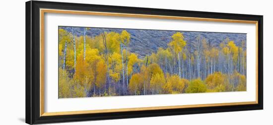 Panorama, Aspens, Winthrop, Western Washington, USA-Tom Norring-Framed Photographic Print