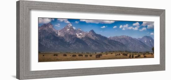 Panorama. Buffalo Herd with Grand Teton Mountains behind. Grand Teton National Park, Wyoming.-Tom Norring-Framed Photographic Print