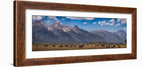 Panorama. Buffalo Herd with Grand Teton Mountains behind. Grand Teton National Park, Wyoming.-Tom Norring-Framed Photographic Print