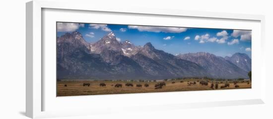 Panorama. Buffalo Herd with Grand Teton Mountains behind. Grand Teton National Park, Wyoming.-Tom Norring-Framed Photographic Print