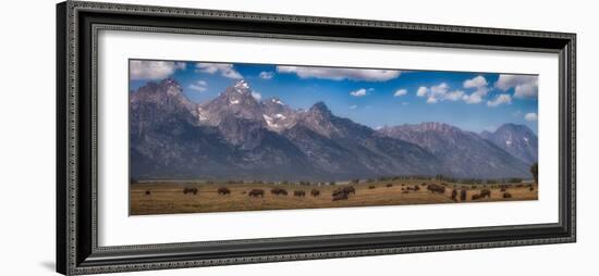 Panorama. Buffalo Herd with Grand Teton Mountains behind. Grand Teton National Park, Wyoming.-Tom Norring-Framed Photographic Print