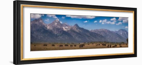 Panorama. Buffalo Herd with Grand Teton Mountains behind. Grand Teton National Park, Wyoming.-Tom Norring-Framed Photographic Print