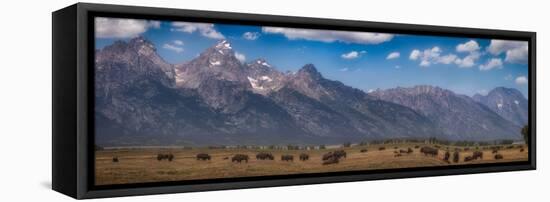 Panorama. Buffalo Herd with Grand Teton Mountains behind. Grand Teton National Park, Wyoming.-Tom Norring-Framed Premier Image Canvas