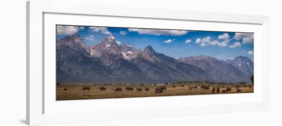 Panorama. Buffalo Herd with Grand Teton Mountains behind. Grand Teton National Park, Wyoming.-Tom Norring-Framed Photographic Print