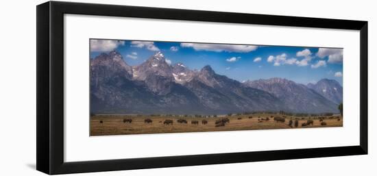 Panorama. Buffalo Herd with Grand Teton Mountains behind. Grand Teton National Park, Wyoming.-Tom Norring-Framed Photographic Print