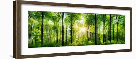 Panorama of a Scenic Forest of Fresh Green Deciduous Trees with the Sun Casting its Rays of Light T-null-Framed Photographic Print