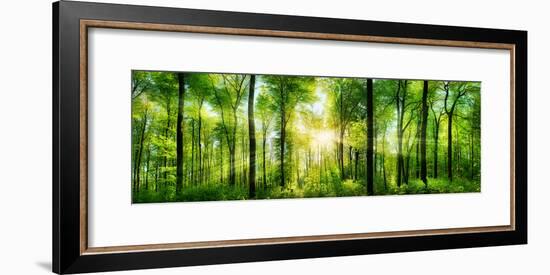 Panorama of a Scenic Forest of Fresh Green Deciduous Trees with the Sun Casting its Rays of Light T-null-Framed Photographic Print