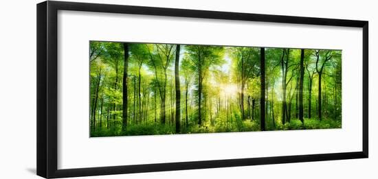 Panorama of a Scenic Forest of Fresh Green Deciduous Trees with the Sun Casting its Rays of Light T-null-Framed Photographic Print