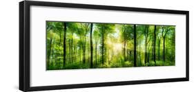 Panorama of a Scenic Forest of Fresh Green Deciduous Trees with the Sun Casting its Rays of Light T-null-Framed Photographic Print
