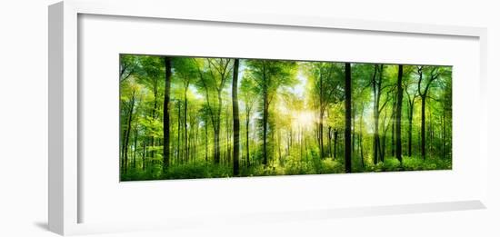 Panorama of a Scenic Forest of Fresh Green Deciduous Trees with the Sun Casting its Rays of Light T-null-Framed Photographic Print