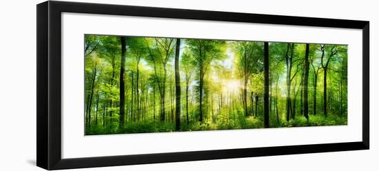 Panorama of a Scenic Forest of Fresh Green Deciduous Trees with the Sun Casting its Rays of Light T-null-Framed Photographic Print