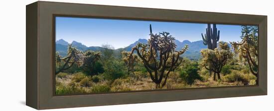 Panorama of Arizona's Desert Cactus.-Anna Miller-Framed Premier Image Canvas