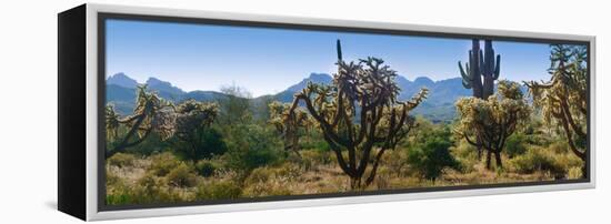 Panorama of Arizona's Desert Cactus.-Anna Miller-Framed Premier Image Canvas